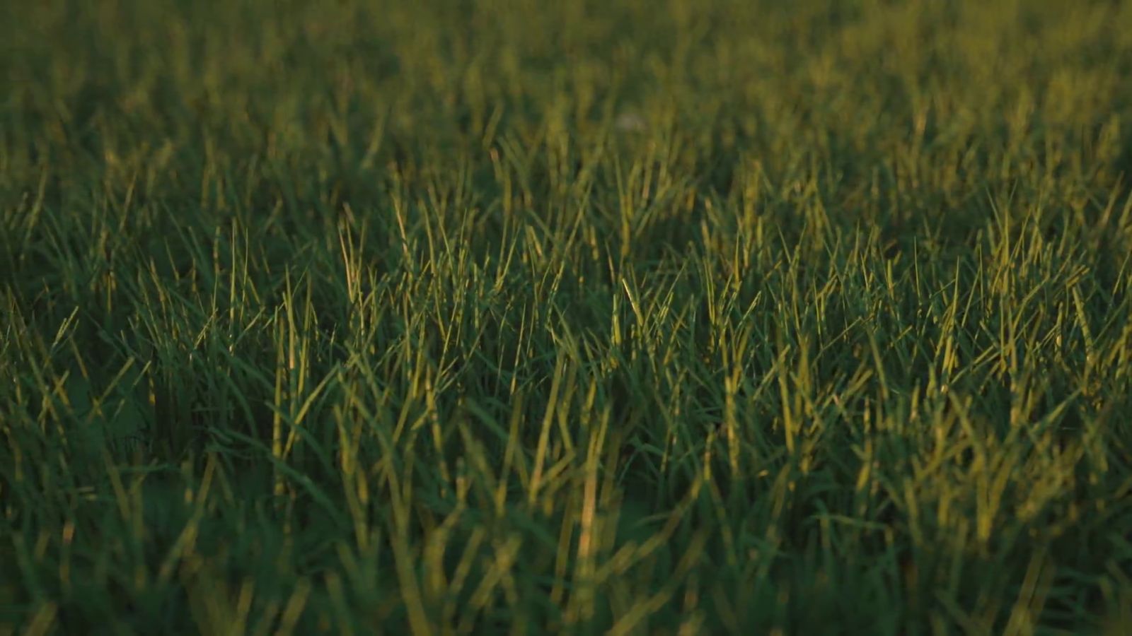 Gros plan sur une pelouse dense au soleil couchant